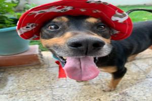 Miniatura publicación